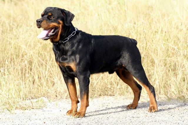 常见狗狗的名称大全，这下再也不用求人问名字啦！