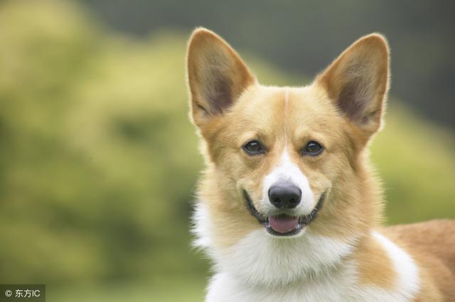 常见狗狗的名称大全，这下再也不用求人问名字啦！