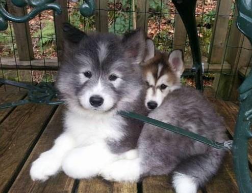 常见狗狗的名称大全，这下再也不用求人问名字啦！