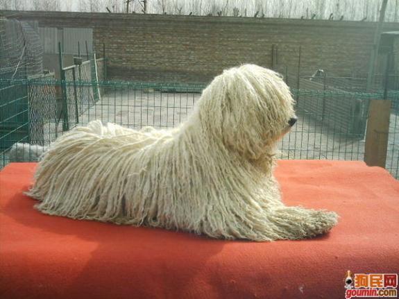 常见狗狗的名称大全，这下再也不用求人问名字啦！