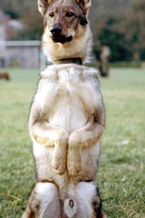 常见狗狗的名称大全，这下再也不用求人问名字啦！