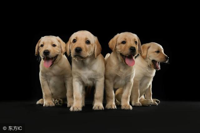 常见狗狗的名称大全，这下再也不用求人问名字啦！