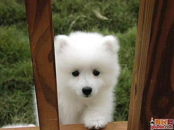 常见狗狗的名称大全-小改变网