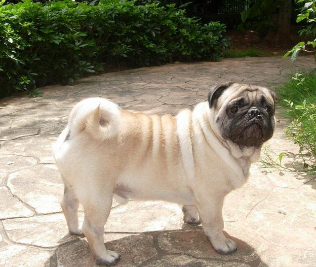 常见狗狗的名称大全，这下再也不用求人问名字啦！