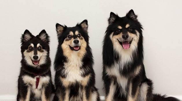 常见狗狗的名称大全，这下再也不用求人问名字啦！