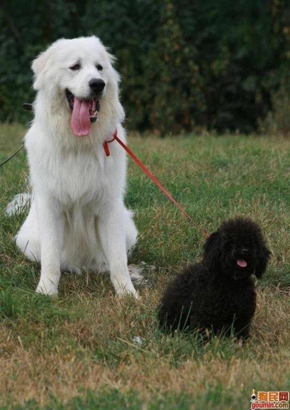 常见狗狗的名称大全，这下再也不用求人问名字啦！