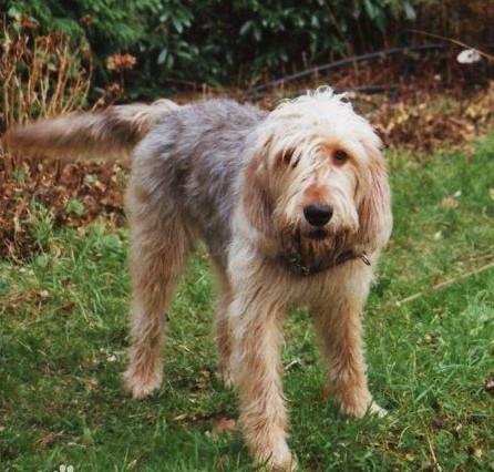 常见狗狗的名称大全，这下再也不用求人问名字啦！