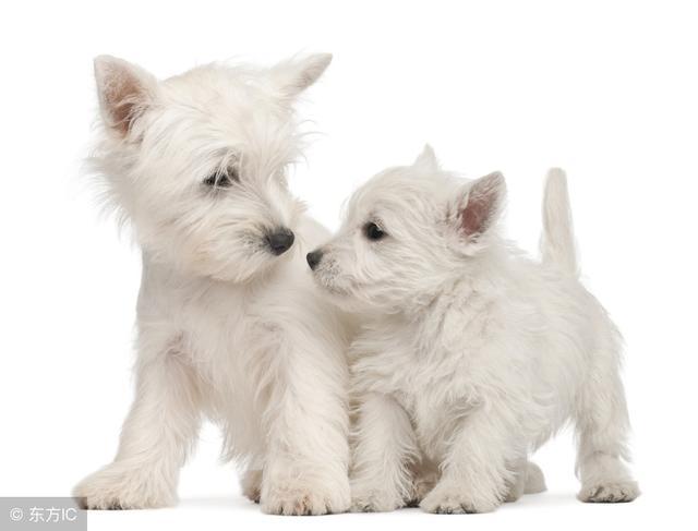 常见狗狗的名称大全，这下再也不用求人问名字啦！