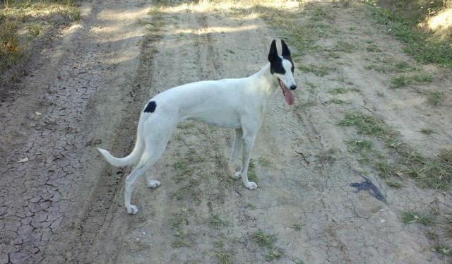 常见狗狗的名称大全，这下再也不用求人问名字啦！