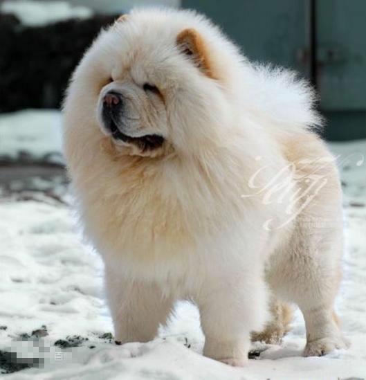 常见狗狗的名称大全，这下再也不用求人问名字啦！