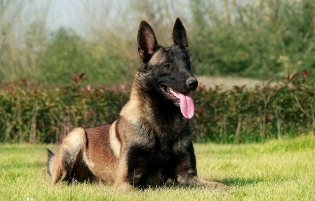 常见狗狗的名称大全，这下再也不用求人问名字啦！