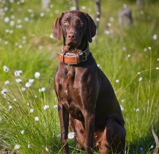 常见狗狗的名称大全，这下再也不用求人问名字啦！