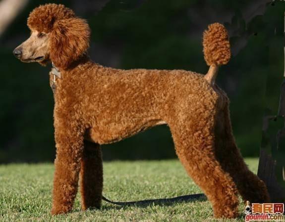 常见狗狗的名称大全，这下再也不用求人问名字啦！