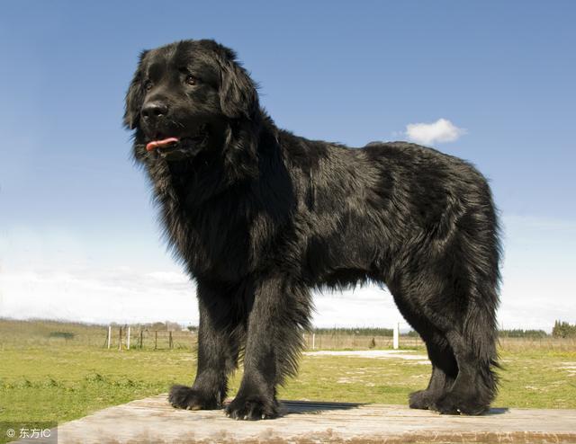 常见狗狗的名称大全，这下再也不用求人问名字啦！