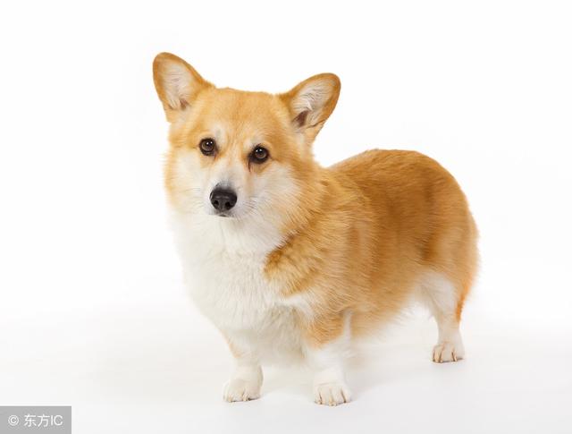 常见狗狗的名称大全，这下再也不用求人问名字啦！