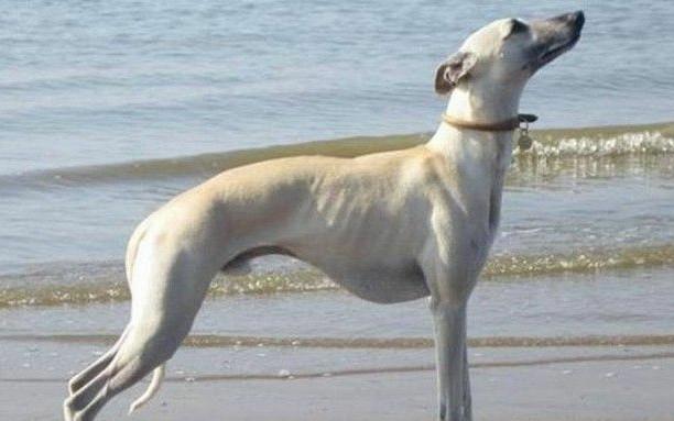 常见狗狗的名称大全，这下再也不用求人问名字啦！