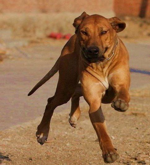 常见狗狗的名称大全，这下再也不用求人问名字啦！