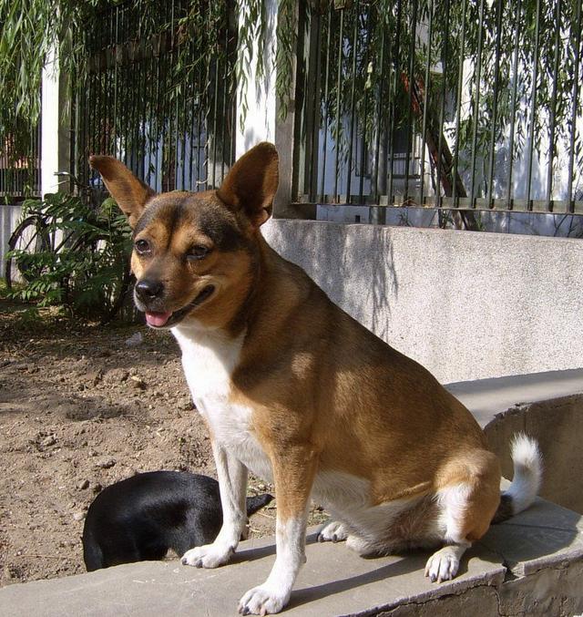 常见狗狗的名称大全，这下再也不用求人问名字啦！