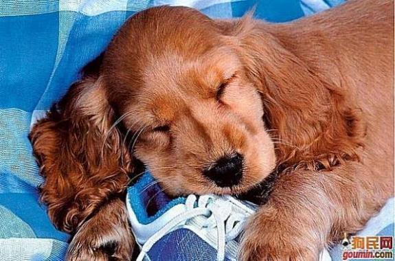 常见狗狗的名称大全，这下再也不用求人问名字啦！