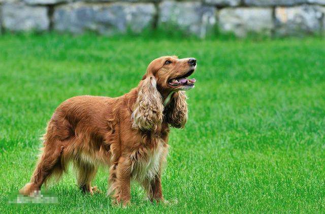 常见狗狗的名称大全，这下再也不用求人问名字啦！