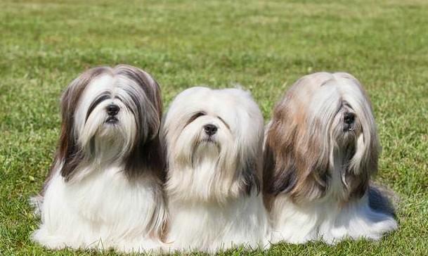 常见狗狗的名称大全，这下再也不用求人问名字啦！