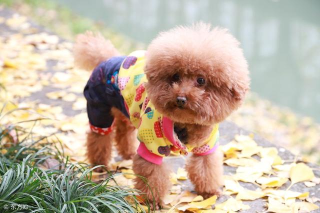 常见狗狗的名称大全-小改变网