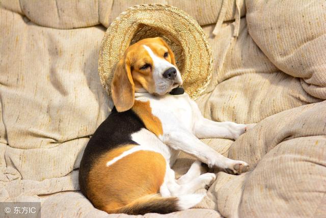 常见狗狗的名称大全，这下再也不用求人问名字啦！