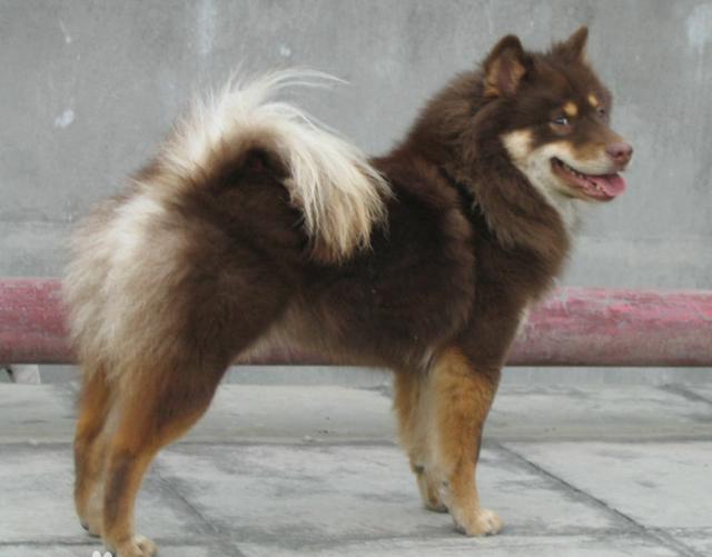 常见狗狗的名称大全，这下再也不用求人问名字啦！