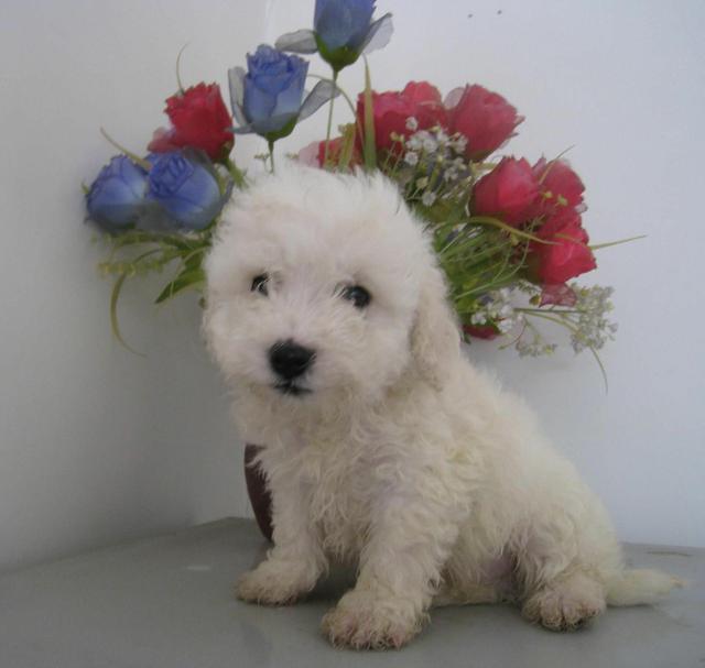 常见狗狗的名称大全，这下再也不用求人问名字啦！