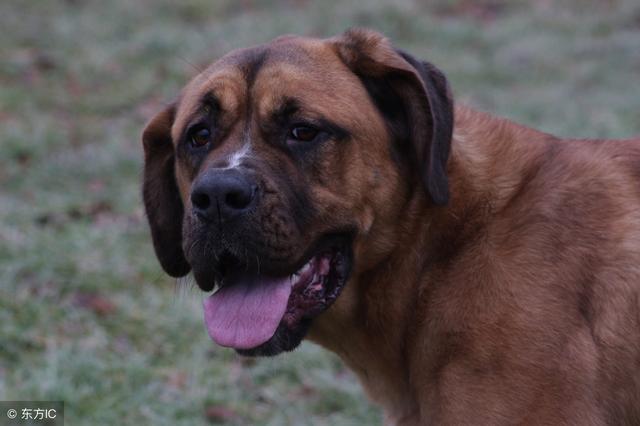 常见狗狗的名称大全，这下再也不用求人问名字啦！