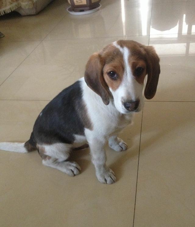 常见狗狗的名称大全，这下再也不用求人问名字啦！