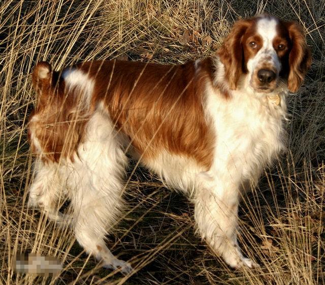 常见狗狗的名称大全，这下再也不用求人问名字啦！