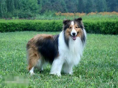 常见狗狗的名称大全，这下再也不用求人问名字啦！