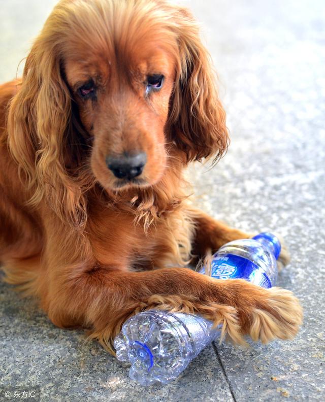 常见狗狗的名称大全，这下再也不用求人问名字啦！