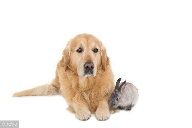 常见狗狗的名称大全，这下再也不用求人问名字啦！