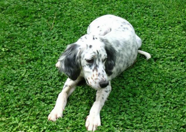 常见狗狗的名称大全，这下再也不用求人问名字啦！