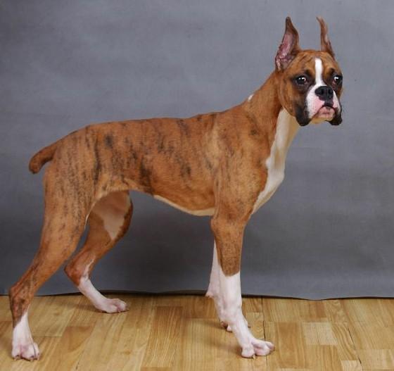 常见狗狗的名称大全，这下再也不用求人问名字啦！