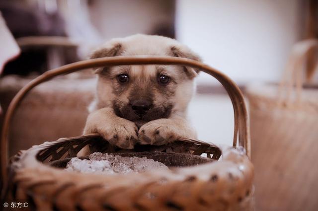 常见狗狗的名称大全，这下再也不用求人问名字啦！