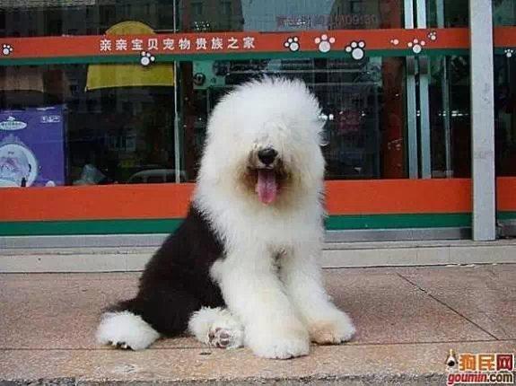 常见狗狗的名称大全，这下再也不用求人问名字啦！