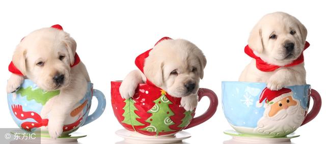 常见狗狗的名称大全，这下再也不用求人问名字啦！