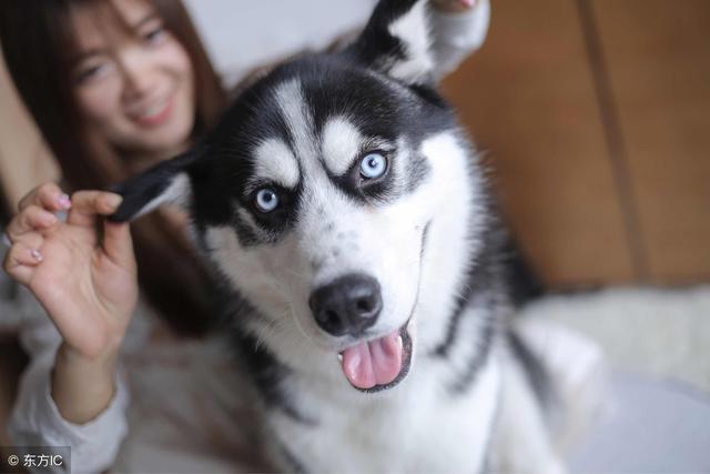 常见狗狗的名称大全，这下再也不用求人问名字啦！