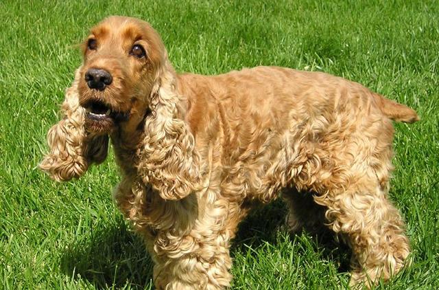 常见狗狗的名称大全，这下再也不用求人问名字啦！