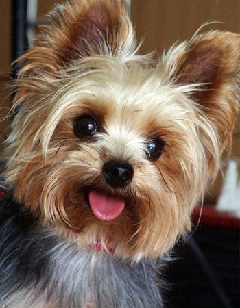 常见狗狗的名称大全，这下再也不用求人问名字啦！