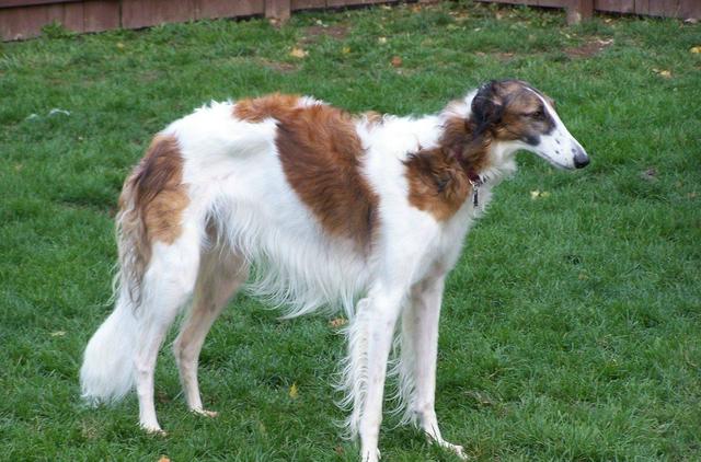 常见狗狗的名称大全，这下再也不用求人问名字啦！