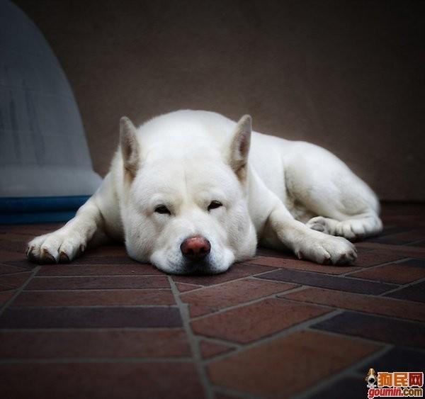 常见狗狗的名称大全-小改变网