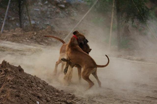 常见狗狗的名称大全，这下再也不用求人问名字啦！