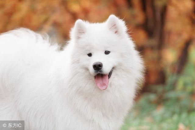 常见狗狗的名称大全，这下再也不用求人问名字啦！