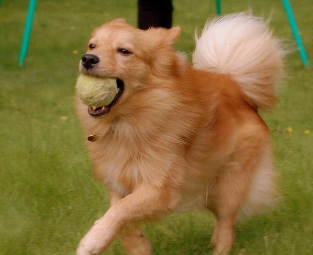 常见狗狗的名称大全，这下再也不用求人问名字啦！