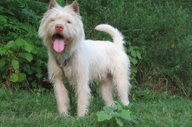 常见狗狗的名称大全，这下再也不用求人问名字啦！