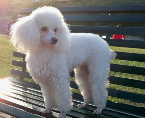 常见狗狗的名称大全，这下再也不用求人问名字啦！